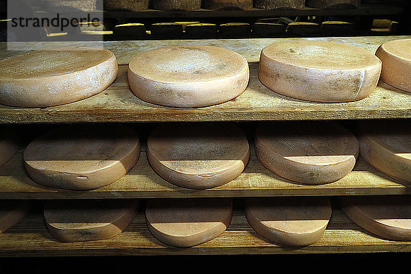 Handwerklich hergestellter Tomme-Käse bei der Veredelung in einem traditionellen Keller. Rognaix. Frankreich.