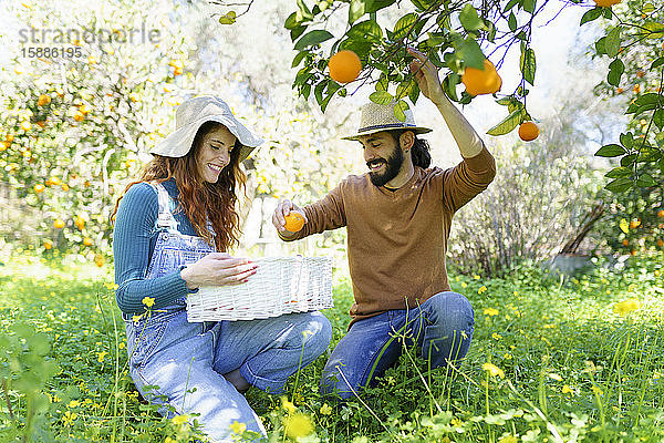 Ein Paar pflückt Bio-Orangen von einem Baum auf dem Land