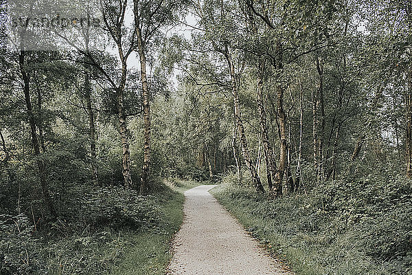 Niederlande  Schiermonnikoog  Weg durch den Wald
