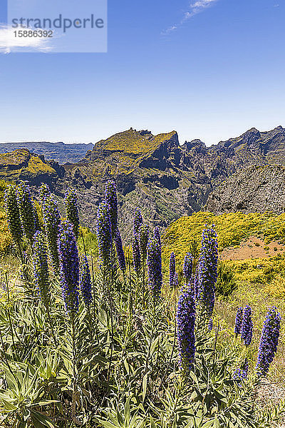 Portugal  Madeira  Pride of Madeira (Echium candicans) wächst in Miradouros do Paredao