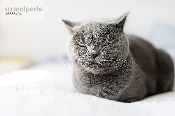Porträt von grauem britischen Kurzhaar mit geschlossenen Augen beim Entspannen auf dem Bett