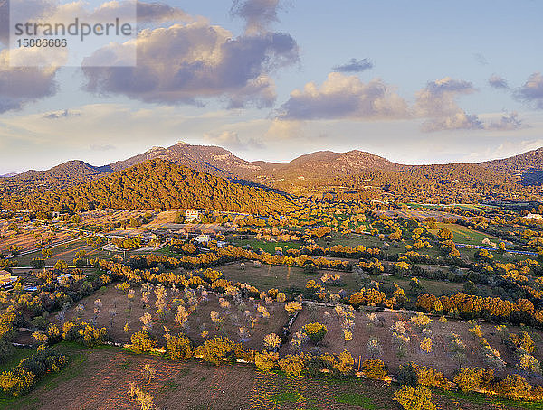 Spanien  Balearen  Felanitx  Drohnenansicht der im Frühling blühenden Mandelbäume im Obstgarten