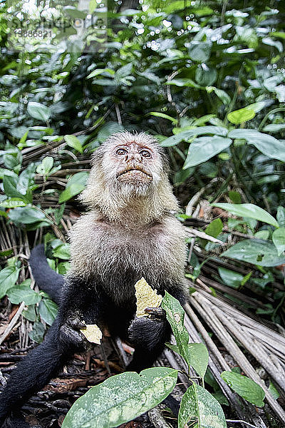 Costa Rica  Limon  Cahuita  Porträt eines Kapuzineraffen  der Kartoffelchips isst