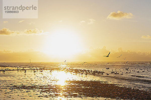 Schwarm von Silhouettenmöwen an der Küste am Strand vor orangefarbenem Himmel bei Sonnenuntergang  Nordseeküste  Flandern  Belgien