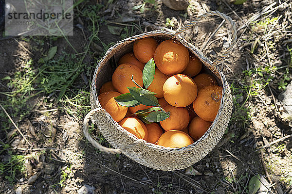 Korb mit frisch geernteten Orangen  Andalusien  Spanien
