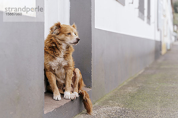 Alter streunender Hund lehnt auf der Straße an der Wand
