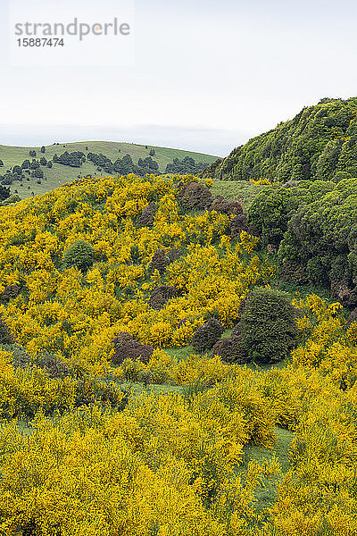 Neuseeland  Otago  Ginster (Cytisus Scoparius) blüht im Frühling