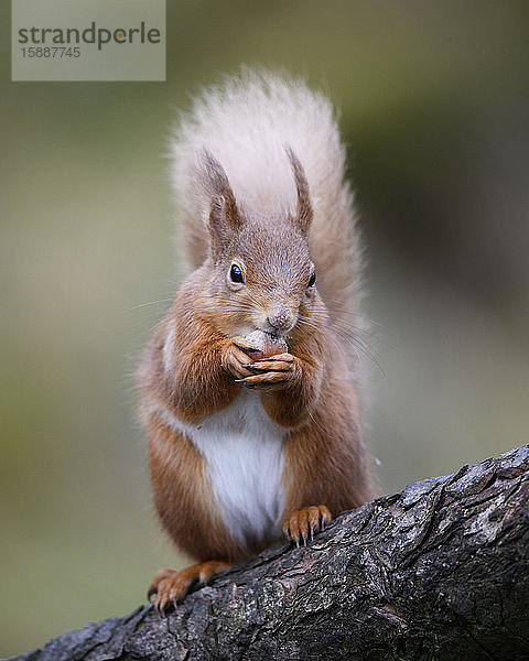UK  Schottland  Porträt eines roten Eichhörnchens (Sciurus vulgaris)  das sich von einem Ast ernährt