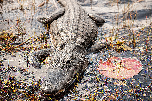 Alligator in den Everglades  Florida  USA