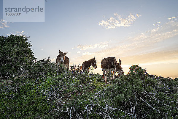 Drei grasende Esel  Tafedna  Marokko