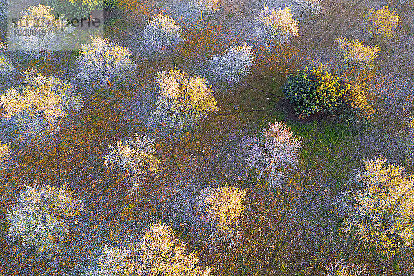 Spanien  Balearen  Felanitx  Drohnenansicht der im Frühling blühenden Mandelbäume im Obstgarten