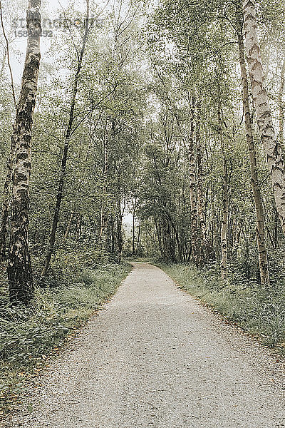 Niederlande  Schiermonnikoog  Weg durch den Wald