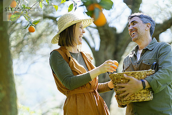 Glückliches Paar pflückt Bio-Orangen von einem Baum