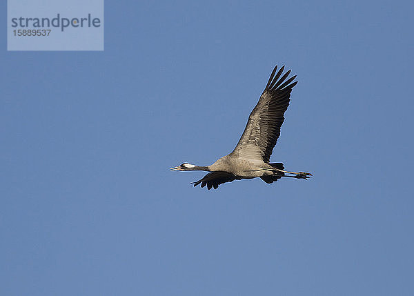 Deutschland  Kranich (Grus grus) fliegt gegen klaren blauen Himmel