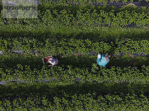 Mutter und Tochter pflücken Erdbeeren auf einem Feld