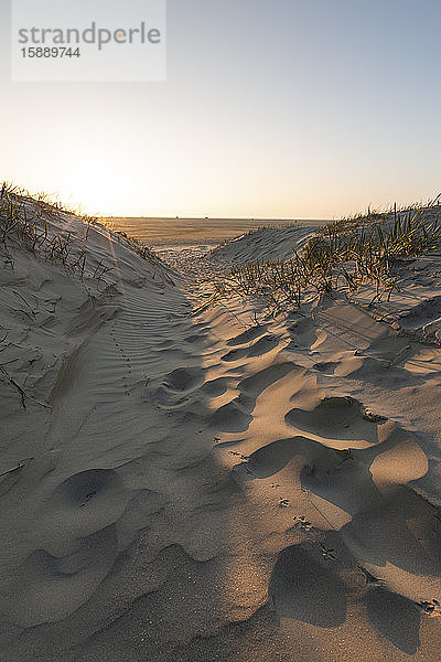 Dänemark  Romo  Küstensanddünen bei Sonnenuntergang