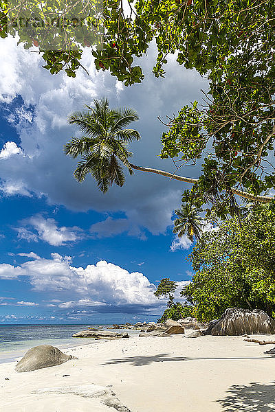 Seychellen  Mahe  Palmen am Beau Vallon Beach im Sommer
