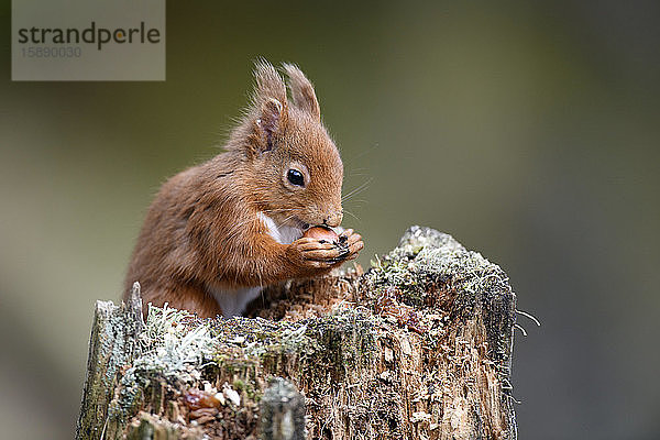 UK  Schottland  Porträt eines roten Eichhörnchens (Sciurus vulgaris)  das sich von einem Baumstumpf ernährt