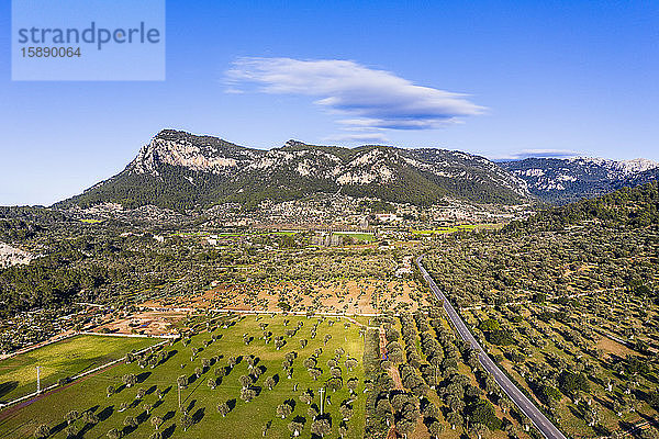 Spanien  Balearen  Valldemossa  Drohnenansicht des sommerlichen Olivenbaumgartens in der Serra de Tramuntana