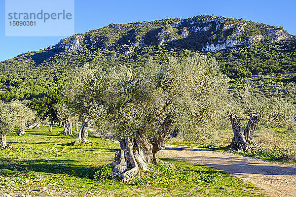 Spanien  Balearen  Valldemossa  Olivenbaumplantage im Sommer
