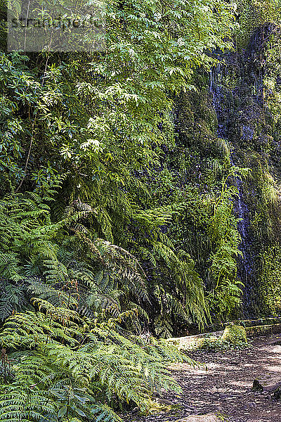 Portugal  Madeira  Ribeiro Frio  Kleiner Wasserfall entlang der Levada do Furado im Naturpark Madeira