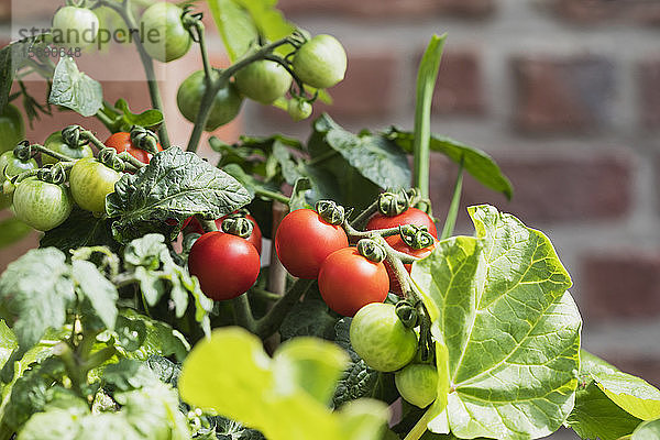 Nahaufnahme von wachsenden Tomaten (Solanum lycopersicum) und Rhabarber (Rheum rhabarbarum)