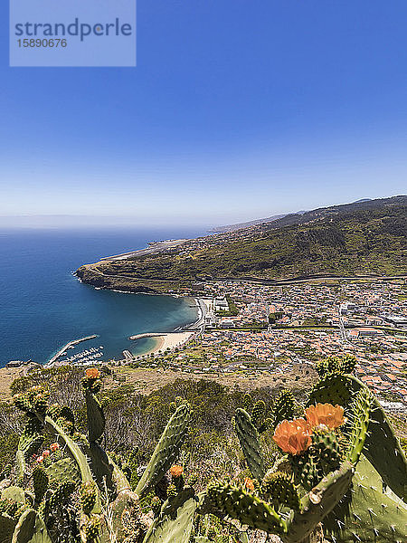 Portugal  Madeira  Machico  Kakteen  die auf der Spitze eines Küstenhügels mit der Stadt im Hintergrund wachsen