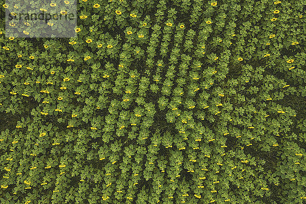 Deutschland  Brandenburg  Drohnenansicht eines riesigen Sonnenblumenfeldes