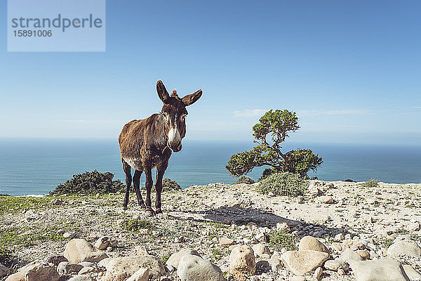 Esel auf einer Klippe gegen den Horizont stehend  Provinz Essaouira  Marokko