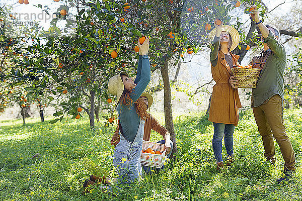 Freunde pflücken Bio-Orangen von einem Baum auf dem Land