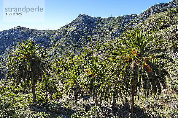 Spanien  Provinz Santa Cruz de Tenerife  Dattelpalmen (Phoenix canariensis)  die im grünen Tal der Insel La Gomera wachsen