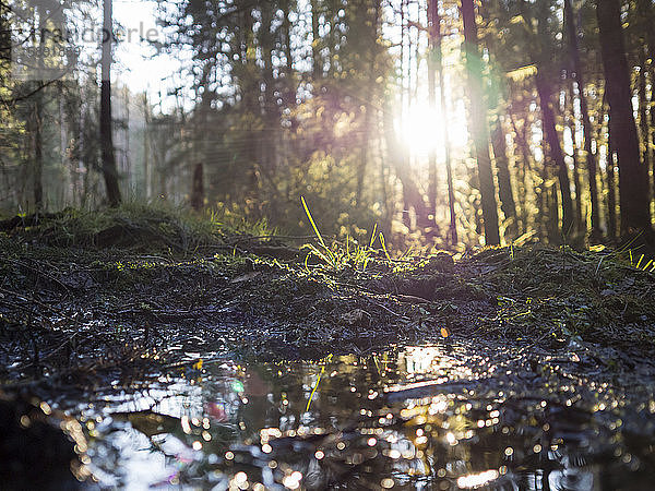 Deutschland  Bayern  Sonnenlicht beleuchtet Pfütze im Oberpfälzer Wald