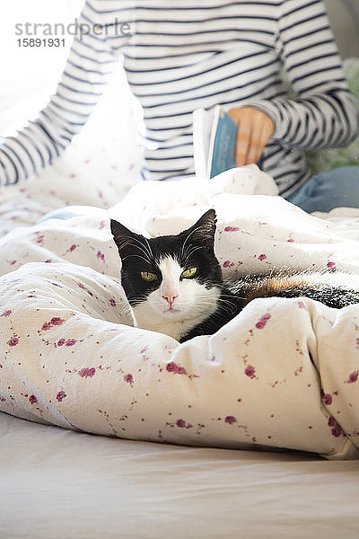 Porträt einer auf einer Decke liegenden Katze