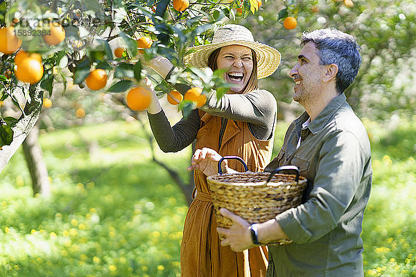 Glückliches Paar pflückt Bio-Orangen von einem Baum auf dem Land