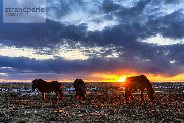 Island  Islandpferde grasen bei dramatischem Sonnenuntergang im Sommer