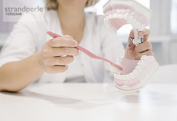 Weibliche Denistin zeigt  wie man mit einem Zahnmodell Zähne mit einer Zahnbürste putzen kann