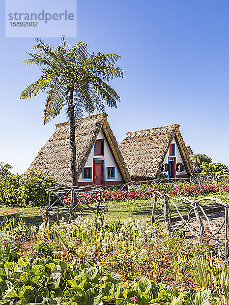 Portugal  Madeira  Santana  Frühlingsgarten und Palme vor traditionellen dreieckigen Stadthäusern