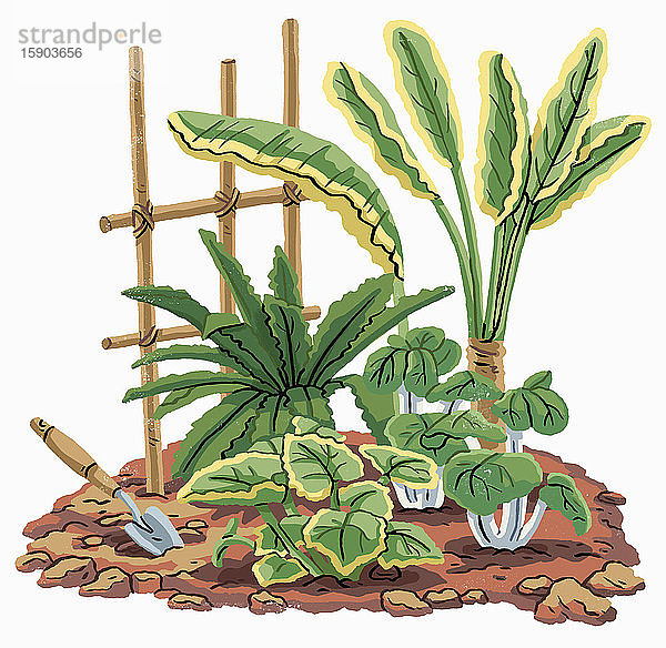 Pflanzen  Kelle und Spalier