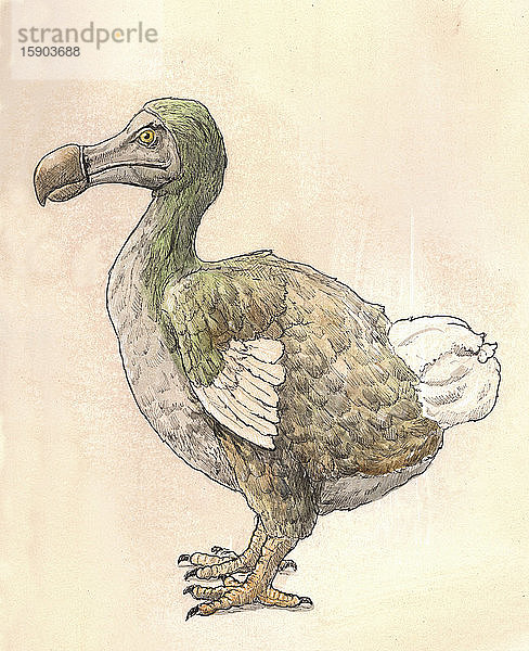 Zeichnung eines Dodos