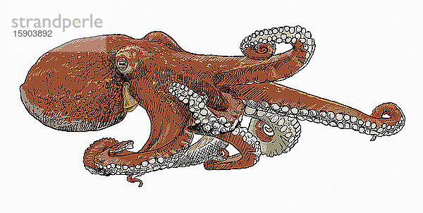 Illustration eines Oktopus