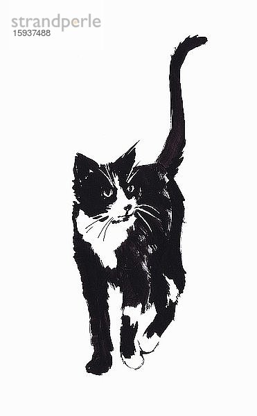 Illustration einer schwarz-weißen Katze