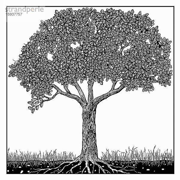 Schwarz-Weiß-Zeichnung eines Baumes im Sommer