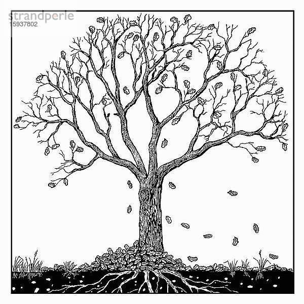 Schwarz-Weiß-Zeichnung eines Baumes im Herbst
