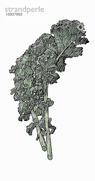 Illustration von Grünkohlblättern