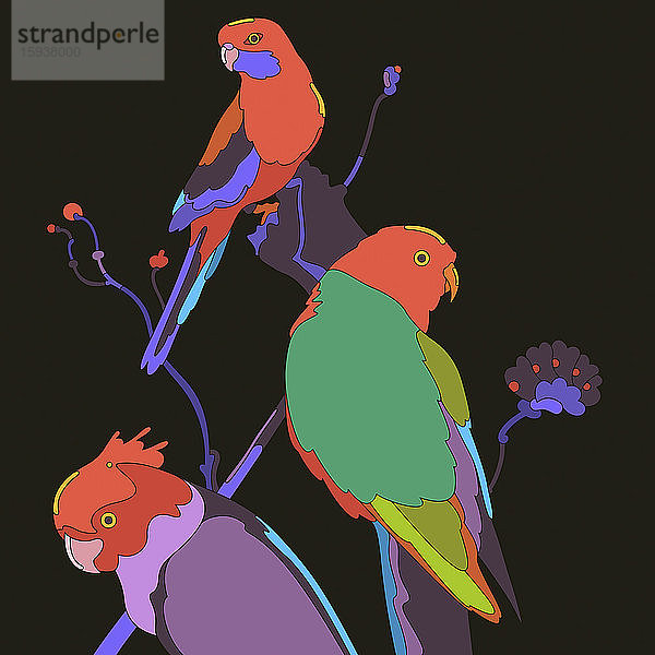 Drei farbenfrohe Papageien