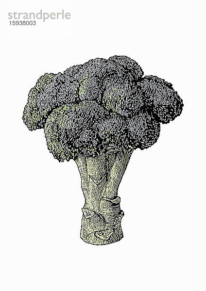 Illustration eines Brokkolikopfes