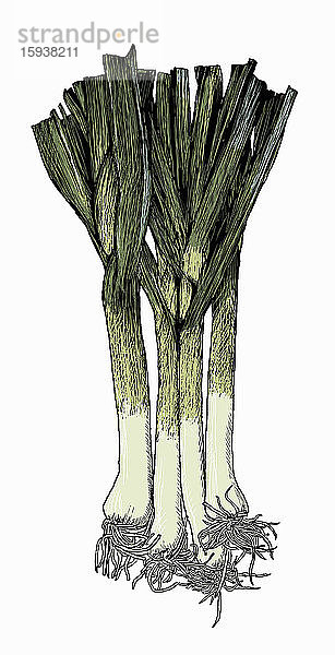 Illustration eines Lauchbündels