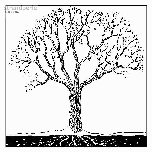 Schwarz-Weiß-Zeichnung eines Baumes im Winter