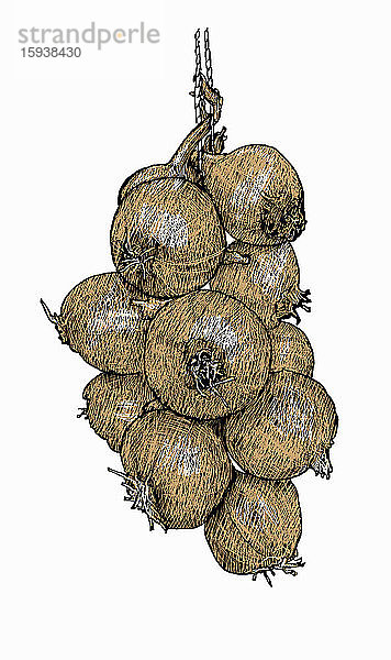 Illustration einer Zwiebelkette