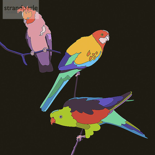 Drei farbenfrohe Papageien